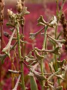Atriplex pedunculata: charakteristische lang gestielte Früchte, Kalihalde bei Hannover, 9/2009 (Foto: Eckhard Garve)