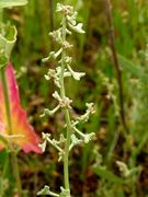 Atriplex pedunculata: Zweig mit jungen Früchten, Kalihalde bei Hannover, 9/2009 (Foto: Eckhard Garve)