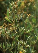 Atriplex portulacoides: blühende Pflanze, Griechenland, Amvrakikos, Kolpos Golf, 05.09.2007 (Foto: Günther Blaich)