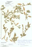 Atriplex portulacoides: oben vegetative Pflanzen, unten fruchtende Teilstücke, Amrun, leg. K. Farenholtz, 26.10.1992 (Herb. MSTR) (Foto: Rolf Wißkirchen)