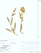 Atriplex portulacoides: blühende Teilstücke, Hallig, Ordstrand, leg. K. Farenholtz, 22.08.1987 (Herb. MSTR) (Foto: Rolf Wißkirchen)
