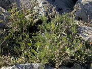 Atriplex portulacoides: fruchtende Pflanze, Wesermündung bei Wremen, 9/2006 (Foto: Eckhard Garve)