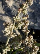 Atriplex portulacoides: Fruchtstand, Wesermündung bei Wremen, 9/2006 (Foto: Eckhard Garve)
