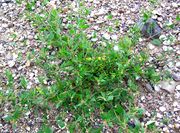 Atriplex prostrata: Niederrheingebiet, Emmericher Ward, 30.08.2004 (Foto: Ulf Schmitz)