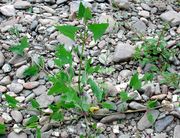 Atriplex prostrata: Siegufer bei Röcklingen, 16.07.2003 (Foto: Rolf Wißkirchen)