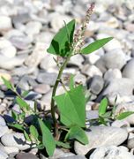 Atriplex prostrata: junge Pflanze blühend mit ganzrandig-stumpflichen Blättern, Niederrheingebiet, Zonser Grind, 11.09.2003 (Foto: Ulf Schmitz)