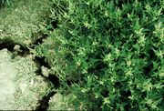 Atriplex prostrata: typische Form im Binnenland, Absetzbecken der Zuckerfabrik Euskirchen (bei Bonn), 01.09.1982 (Foto: Rolf Wißkirchen)