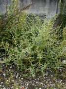 Atriplex rosea:  kräftige sparrige Pflanze, Ludwigshafen, 11.09.2008 (Foto: Günther Blaich)