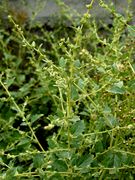Atriplex rosea:  vorherige Pflanze: Ausschnitt, Ludwigshafen, 11.09.2008 (Foto: Günther Blaich)