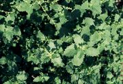 Atriplex rosea:  Pflanzen zu Blühbeginn, Bot. Gärt. Bonn, 09.08.1985 (Foto: Rolf Wißkirchen)