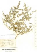 Atriplex rosea: stark bemehlte Pflanze mit reifen Früchten, Sachsen, Aschersleben, leg. Preusse (Herb. MSTR) (Foto: Rolf Wißkirchen)