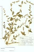 Atriplex rosea: kleine Pflanze mit typischen Früchten und Blättern, Westfalen, Minden, Weserufer, leg. E.M. Wentz (Herb. MSTR) (Foto: Rolf Wißkirchen)
