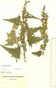 Atriplex sagittata: Pflanze mit stark gezähnten Blättern, Röglitz sw. Halle, leg. W. Gerhard (Herb. MSTR) (Foto: Rolf Wißkirchen)