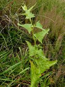 Atriplex sagittata: Kalihalde bei Hannover, 9/2009 (Foto: Eckhard Garve)