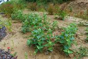 Atriplex sagittata: Jungpflanzen, Tongrubenabraumhalde bei Leimersdorf (westl. Remagen), 28.06.2013 (Foto: Rolf Wißkirchen)