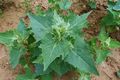 Atriplex sagittata 2 Tongrubenabraumhalde Leimersdorf w Remagen 28062013 (Rolf Wißkirchen).jpg