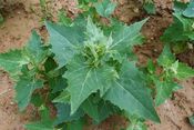 Atriplex sagittata 2 Tongrubenabraumhalde Leimersdorf w Remagen 28062013 (Rolf Wißkirchen).jpg