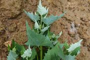 Atriplex sagittata: Einzelne Jungpflanze von der Seite, die unterschiedliche Bemehlung von Blattunter- und -oberseite zeigend, Tongrubenabraumhalde bei Leimersdorf (westl. Remagen), 28.06.2013 (Foto: Rolf Wißkirchen)