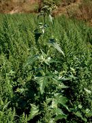 Atriplex sagittata: Pflanze zu Blühebeginn, mit typisch stark glänzenden Blattoberseiten, Niederrheinische Bucht, Brühl, Zuckerfabrik-Absetzbecken, 30.08.1983 (Foto: Rolf Wißkirchen)