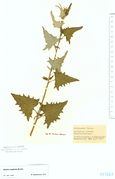 Atriplex sagittata: vegetatives Teilstück, Österreich, Neusiedler See, leg. W. Thomas (Herb. MSTR) (Foto: Rolf Wißkirchen)