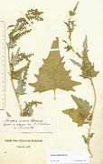 Atriplex sagittata: Beleg mit blühendem und in Fruchtbildung befindlichem Zweig, leg. Eisenbarth (Herb. MSTR) (Foto: Rolf Wißkirchen)