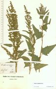 Atriplex sagittata: blühend-fruchtende Zweige, Cunersdorf, leg. F. Walter, 1824 (Herb. MSTR) (Foto: Rolf Wißkirchen)