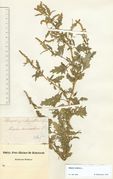 Atriplex tatarica: blühende Pflanze mit typisch lappig-gezähnten Blatträndern, Russland, Kaliningrad/Königsberg, leg. C. Rabnitz (Herb. MSTR) (Foto: Rolf Wißkirchen)