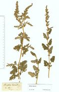 Atriplex tatarica: zwei Teilstücke (links fruchtend, rechts blühend), Ungarn, leg. Weihe (Herb. MSTR) (Foto: Rolf Wißkirchen)