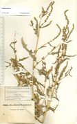 Atriplex tatarica: bühend-fruchtende Pflanze mit länglich-lanzettlichen Blättern, Berlin-Schöneberg, leg. C. Scheppig, 03.09.1888 (Herb. MSTR) (Foto: Rolf Wißkirchen)