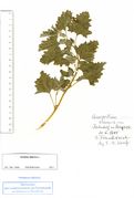 Atriplex tatarica: vegetatives junges Exemplar mit markantem Blattschnitt, Frankreich, Avignon, leg. E.M. Wentz (Herb. MSTR) (Foto: Rolf Wißkirchen)