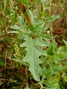 Atriplex tatarica: Blatt mit typisch lappig-gezähntem Rand, Kalihalde bei Hannover, 9/2009 (Foto: Eckhard Garve)