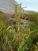 Atriplex tatarica: blühend-fruchtende Pflanze, Kalihalde (im Hintergrund sichtbar) bei Hannover, 9/2009 (Foto: Eckhard Garve)
