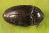 Dunkler Pelzkäfer Attagenus unicolor