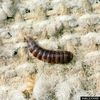 Larve Dunkler Pelzkäfer Attagenus unicolor