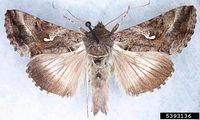 Autographa gamma IPM5393136.jpg