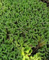 Azolla filiculoides 0 (G. Nitter).jpg