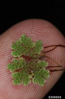 Azolla filiculoides IPM5399509..jpg