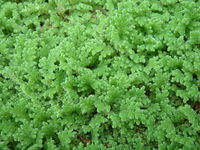 Azolla filiculoides MUN.jpg