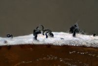 Fructification and   spore tendrils on agar in Petridish; 1.25x objective.