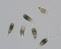 Conidia from naturally infected Erica, 40x objective.