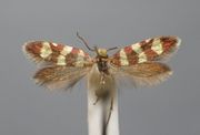 ♂: Ligurien, Savona, Noli, 1974.04, leg. Klimesch, coll. Zoologische Sammlung des Bayerischen Staates, München