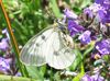 Parnassius mnemosyne (Linné, 1758)
