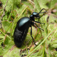 Plump, 1 - 3 cm, komplett schwarz oder blau