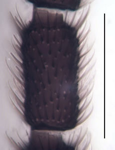 Figure 5. Bradysia laurentia male, holotype, 4th antennal flagellar segment, scale 0.1 mm