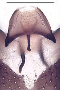 Figure 4. Bradysia laurentia male, holotype, aedeagal complex, scale 0.1 mm