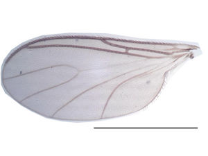 Figure 6. Bradysia laurentia male, holotype, wing, scale 1 mm