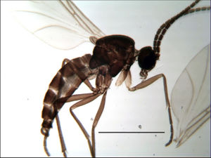 Figure 1. Bradysia laurentia male, holotype, habitus, scale 1 mm