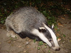 Jungtier bei Nacht - BadgerHero, CC BY-SA 3.0