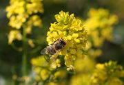 Die Blüten stehen sehr kompakt zusammen. (Bild: W. Wohlers, JKI)