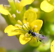 Nicht nur der Kohlschotenrüssler krabbelte da umher, siehe erstes Foto, auch dieses kleine Viech, wohl Tersilochus fulvipes, eine solitäre Schlupfwespe aus der Familie der Ichneumonidae. (Bild: W. Wohlers, JKI)